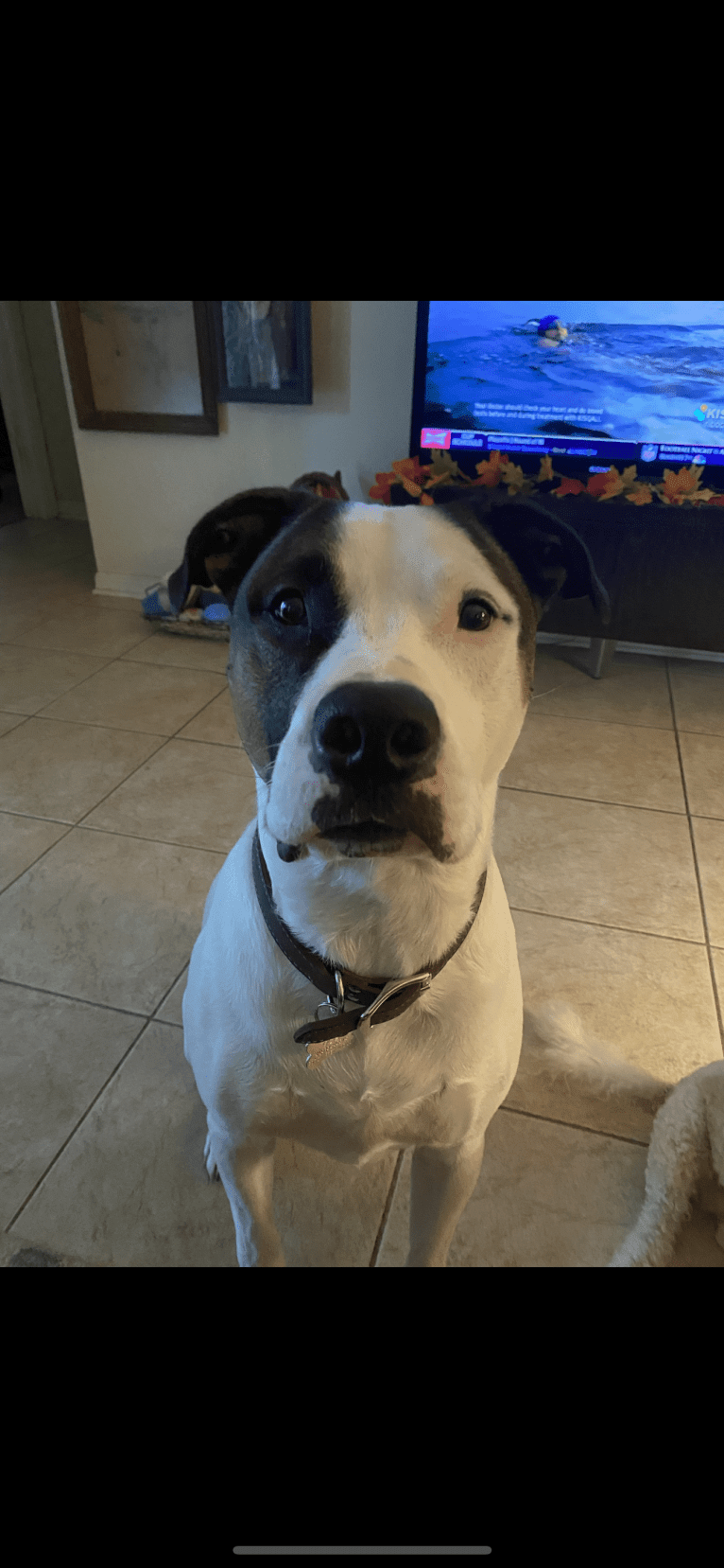 Dozer, an American Pit Bull Terrier and American Staffordshire Terrier mix tested with EmbarkVet.com