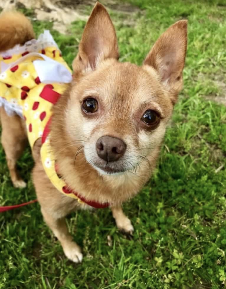 Rena Grace, a Miniature Pinscher and Pomeranian mix tested with EmbarkVet.com