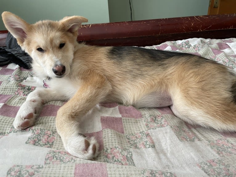 Bella, an Alaskan Malamute and Siberian Husky mix tested with EmbarkVet.com