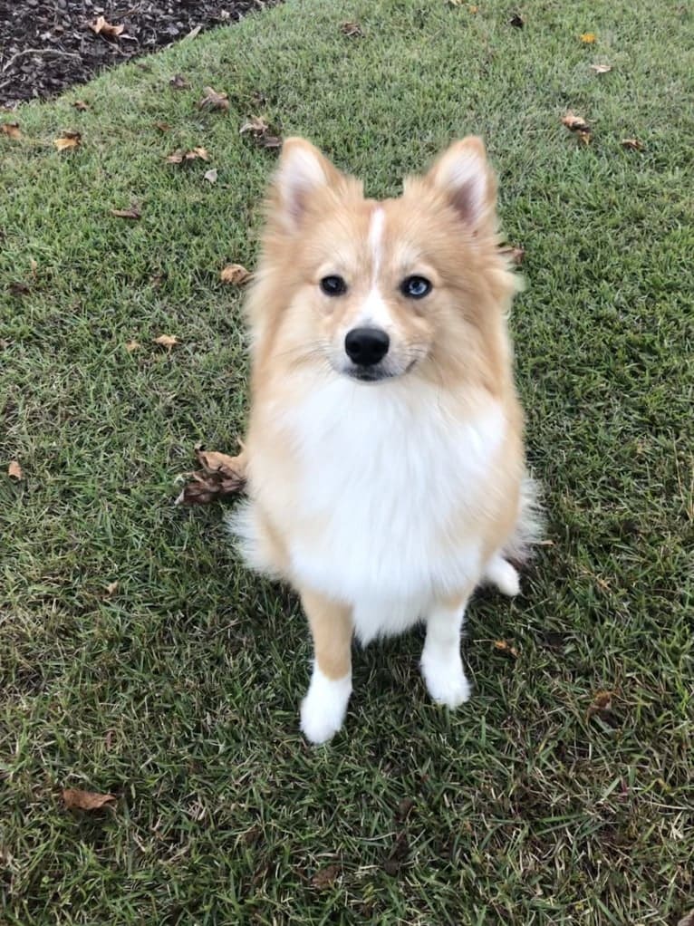 Dallas, a Pomsky tested with EmbarkVet.com