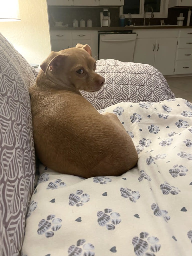 Lily, a Chihuahua and Rat Terrier mix tested with EmbarkVet.com