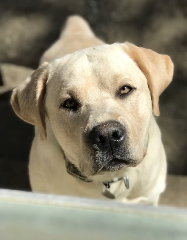 Bentley, a Labrador Retriever tested with EmbarkVet.com