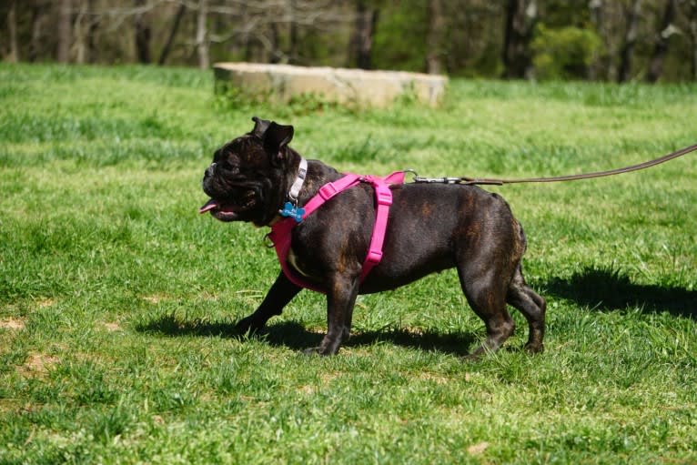 Eris, a French Bulldog and Bulldog mix tested with EmbarkVet.com