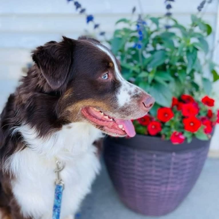 Jericho, an Australian Shepherd tested with EmbarkVet.com