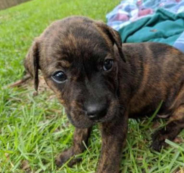 Remy, an American Pit Bull Terrier and Chow Chow mix tested with EmbarkVet.com