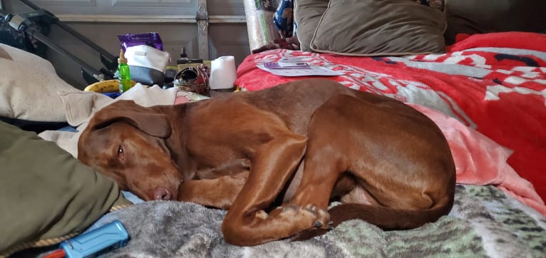 Dakota, a Chesapeake Bay Retriever and German Shorthaired Pointer mix tested with EmbarkVet.com