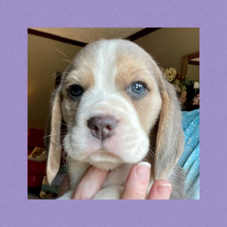Gandalf, a Beagle tested with EmbarkVet.com