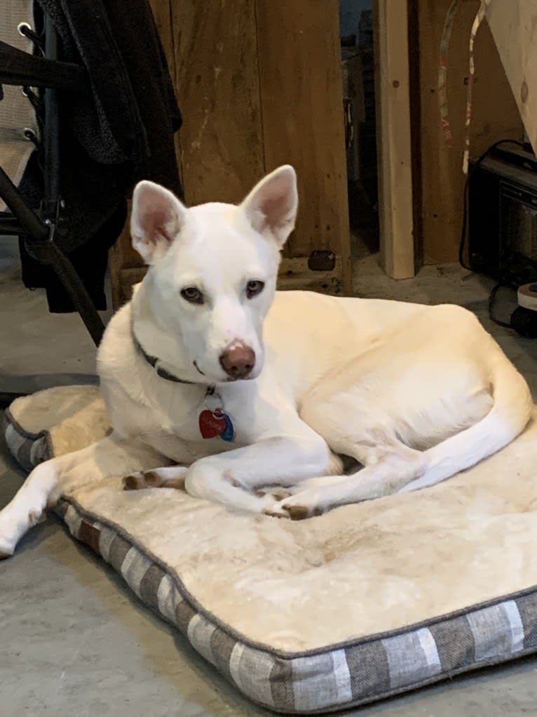 Alaska, a Siberian Husky and Border Collie mix tested with EmbarkVet.com