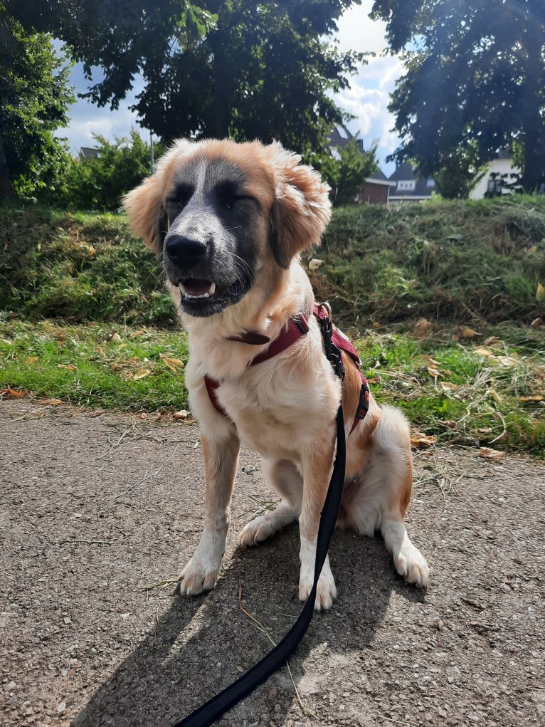 Mika, a West Asian Village Dog tested with EmbarkVet.com