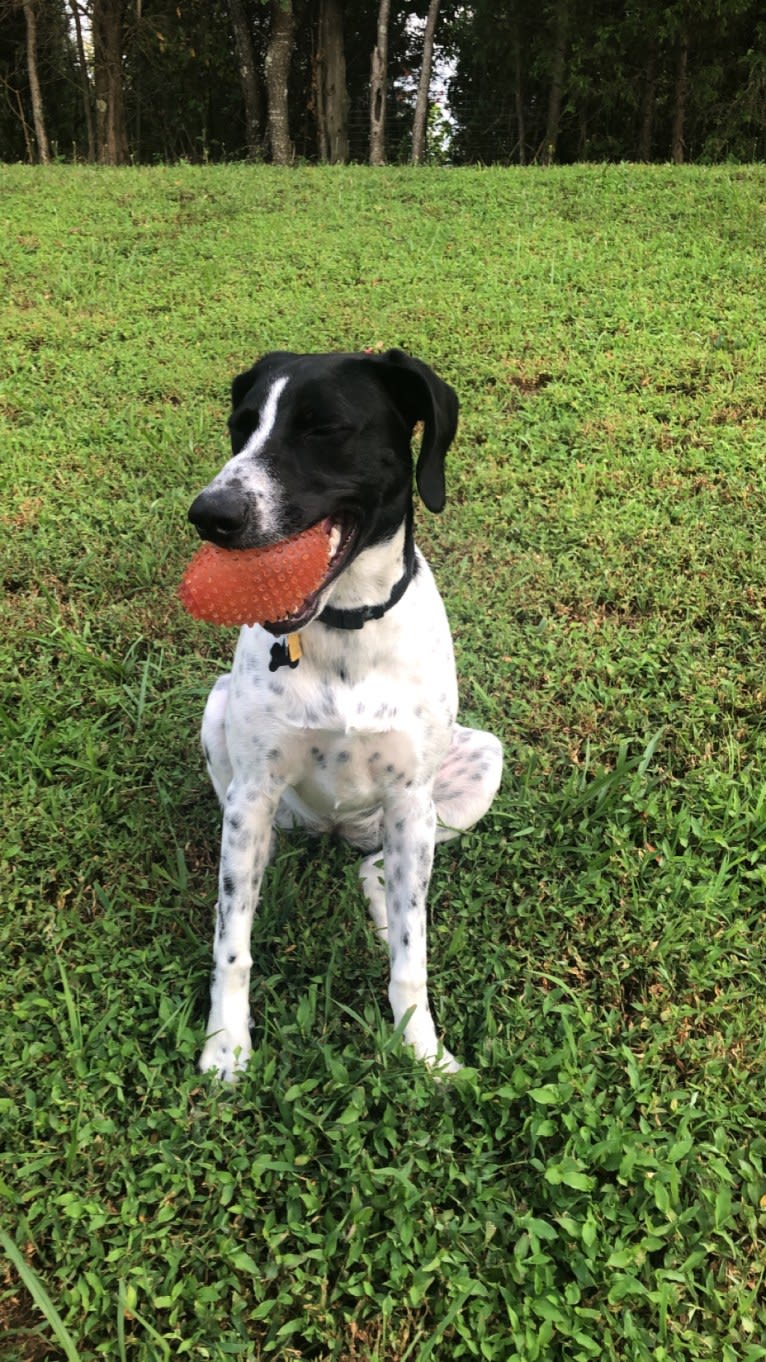 Callie, a Treeing Walker Coonhound and Border Collie mix tested with EmbarkVet.com