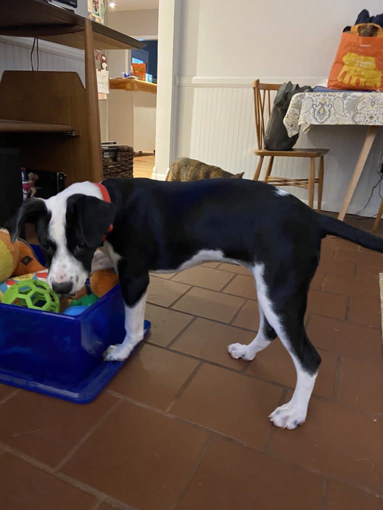 Piper, an American Pit Bull Terrier and Plott mix tested with EmbarkVet.com