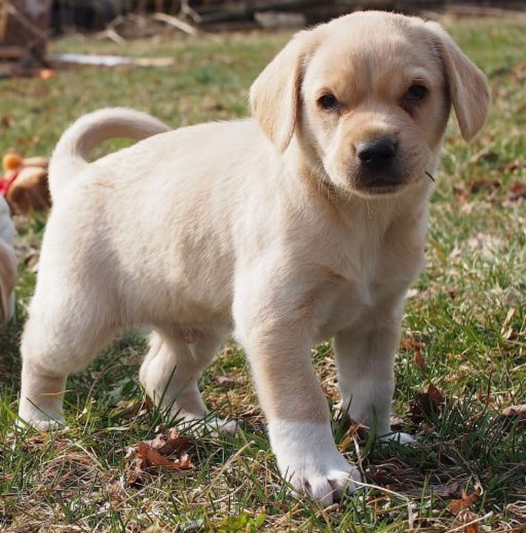 Neddy, a Miniature Schnauzer and Labrador Retriever mix tested with EmbarkVet.com