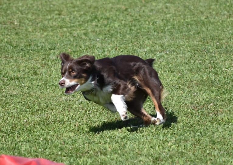 Scarlett, an Australian Shepherd tested with EmbarkVet.com