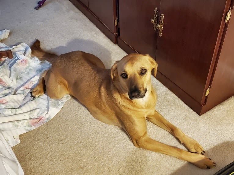 Willow, a Rottweiler and Dachshund mix tested with EmbarkVet.com