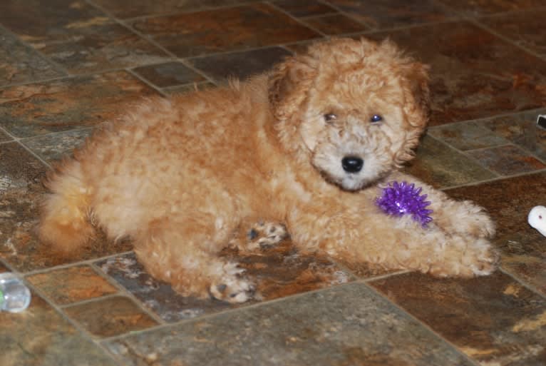 Fig, a Soft Coated Wheaten Terrier and Miniature Schnauzer mix tested with EmbarkVet.com