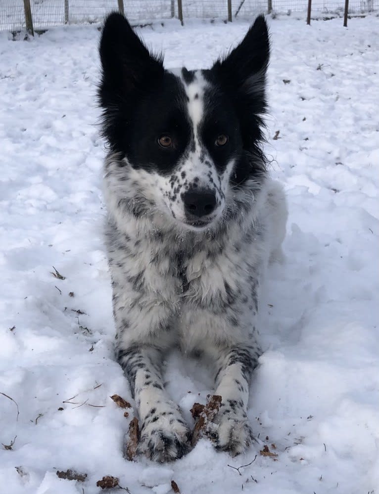 Teela, a Central Asian Village Dog tested with EmbarkVet.com