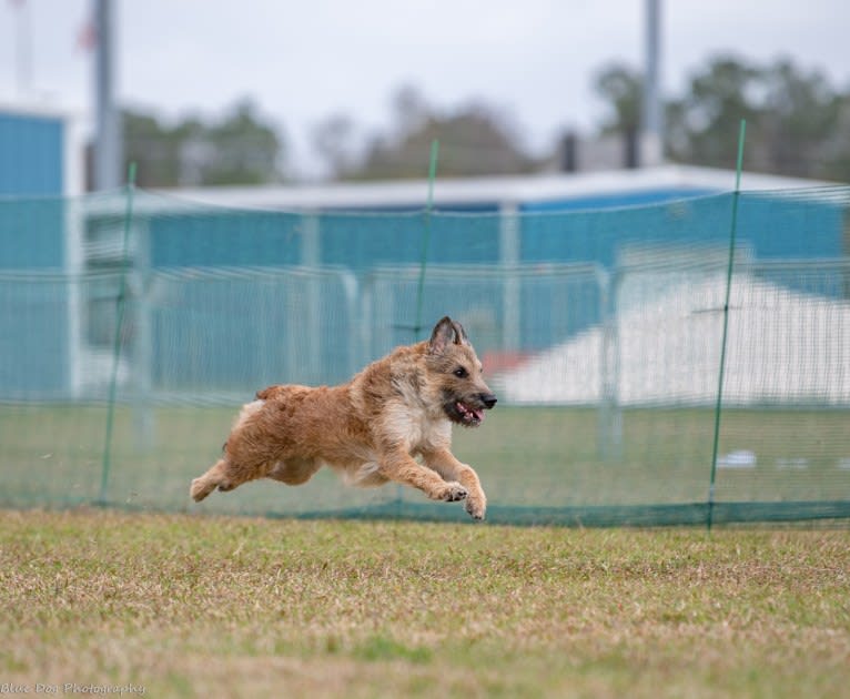 Annie or Red Girl, a Belgian Shepherd tested with EmbarkVet.com