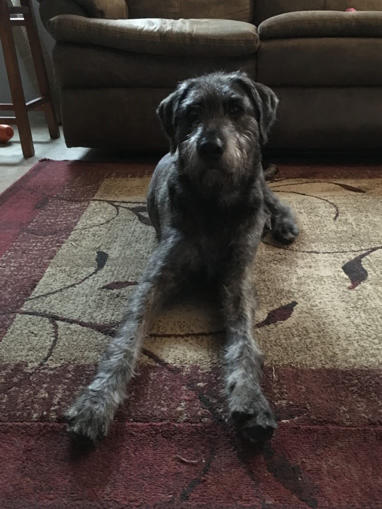 Winston, a Poodle (Standard) and Golden Retriever mix tested with EmbarkVet.com