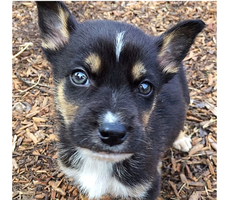 Ranger, a German Shepherd Dog and Siberian Husky mix tested with EmbarkVet.com