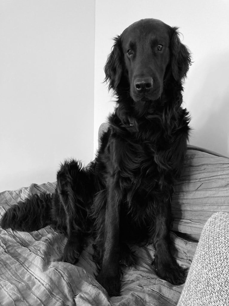 Jip, a Flat-Coated Retriever tested with EmbarkVet.com