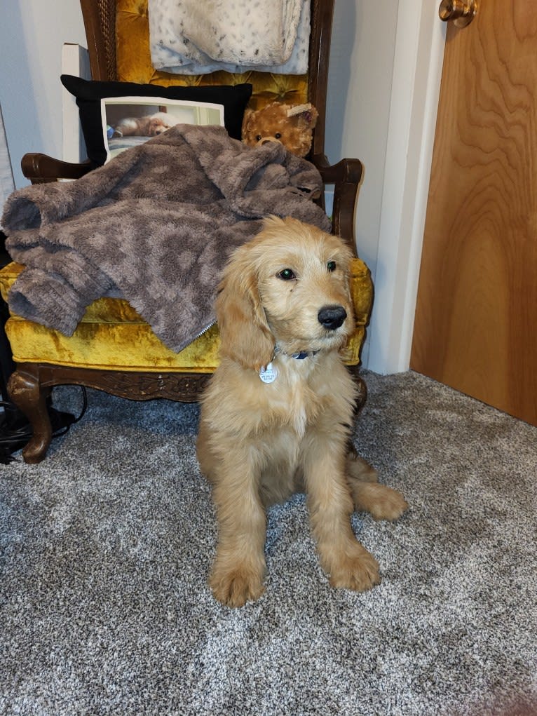 Tobias Lincoln, a Goldendoodle tested with EmbarkVet.com