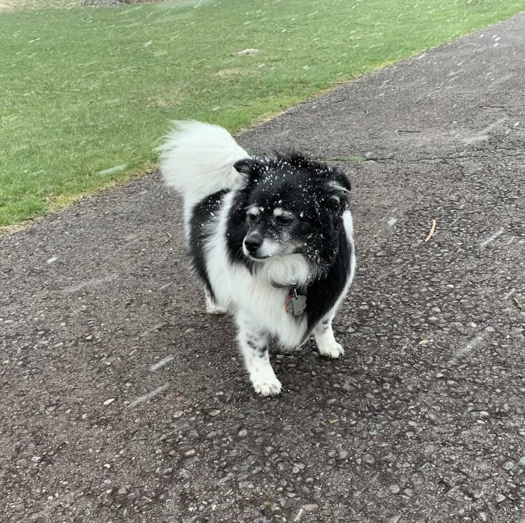 Piper, an American Eskimo Dog and Pomeranian mix tested with EmbarkVet.com