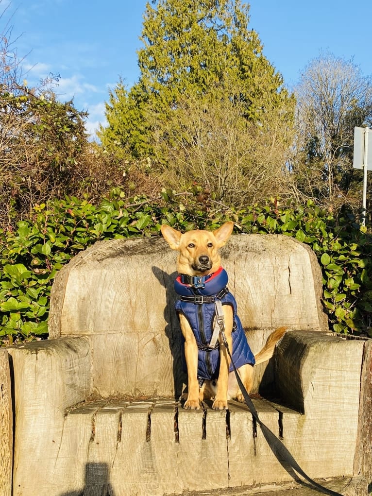 Oliver, a Formosan Mountain Dog tested with EmbarkVet.com