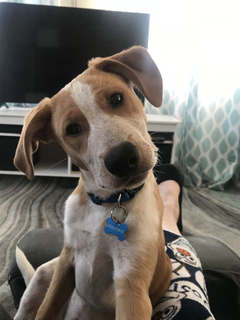 OBI, a German Shorthaired Pointer and Pointer mix tested with EmbarkVet.com