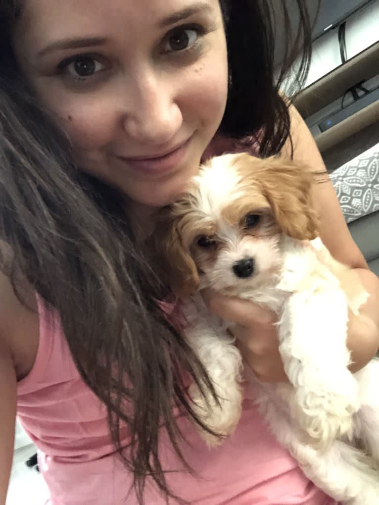 Emma, a Cavapoo tested with EmbarkVet.com