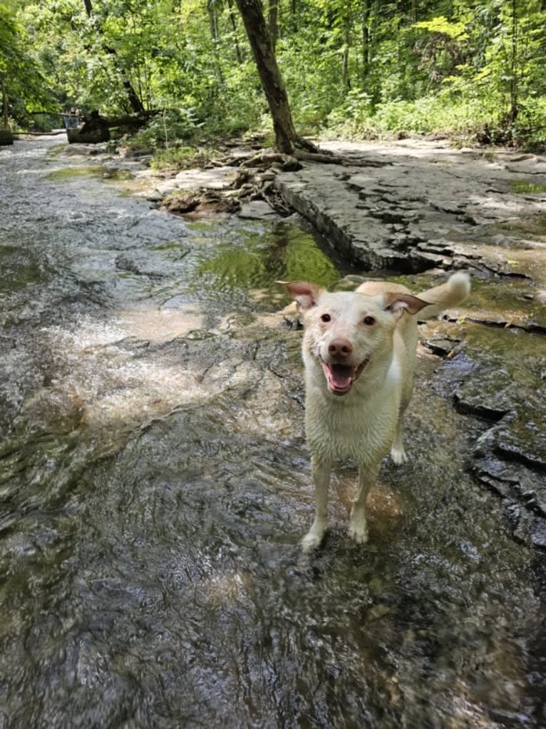 Aspen, an American Pit Bull Terrier and Siberian Husky mix tested with EmbarkVet.com