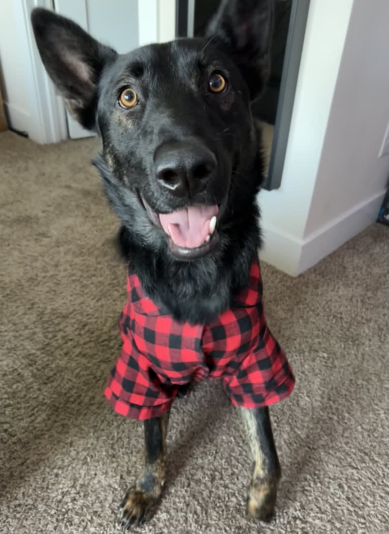 Ronan, a German Shepherd Dog and Belgian Malinois mix tested with EmbarkVet.com