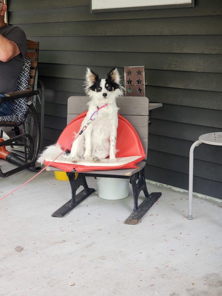 Shelby, a Papillon tested with EmbarkVet.com