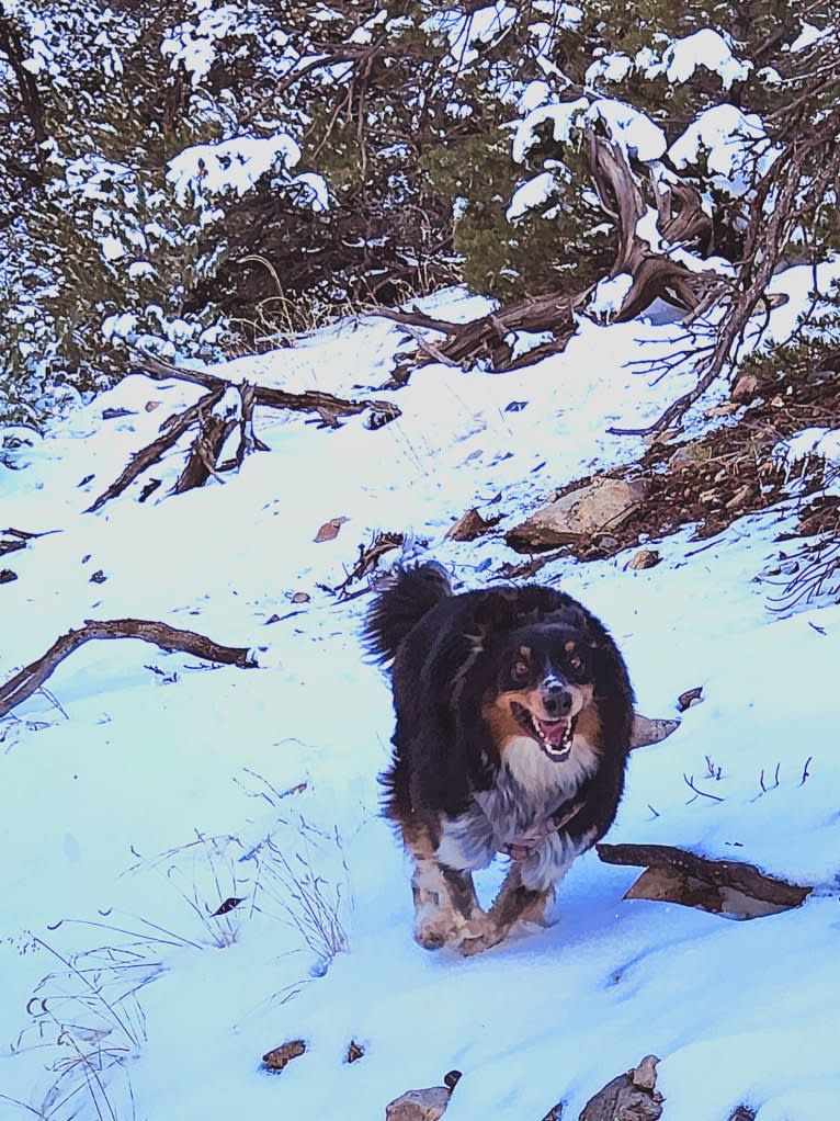 Lancer, an Australian Shepherd and Australian Cattle Dog mix tested with EmbarkVet.com