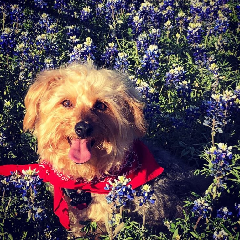 Banjo, a Yorkshire Terrier and Pomeranian mix tested with EmbarkVet.com