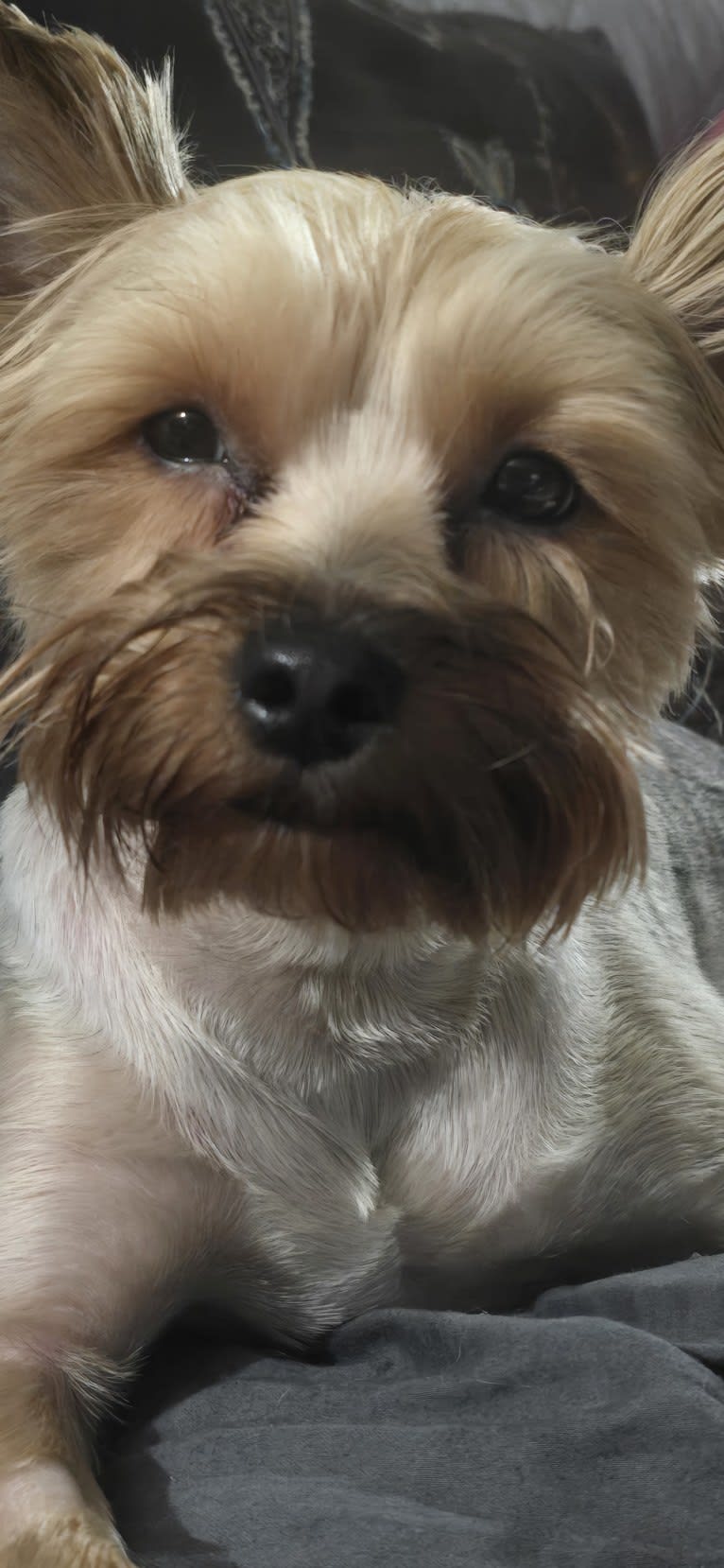 Charlie, a Yorkshire Terrier tested with EmbarkVet.com
