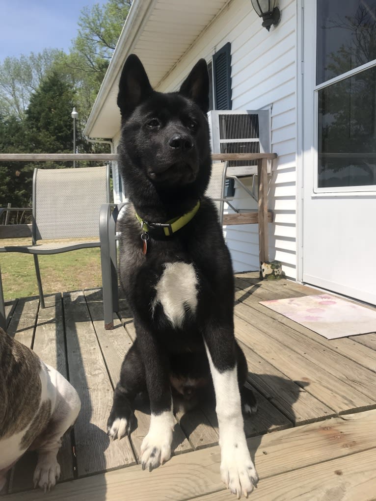 Aengus, an Akita tested with EmbarkVet.com