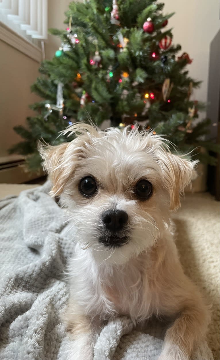 Cannoli, a Chihuahua and Lhasa Apso mix tested with EmbarkVet.com