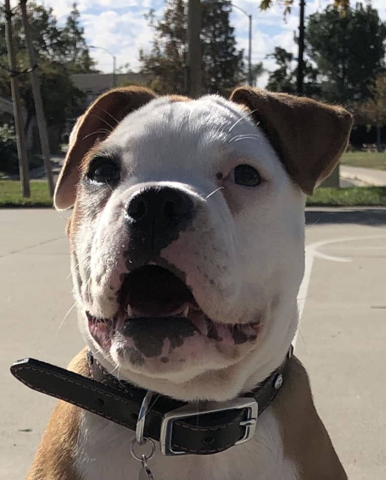 Daisy Duke, an American Bulldog tested with EmbarkVet.com