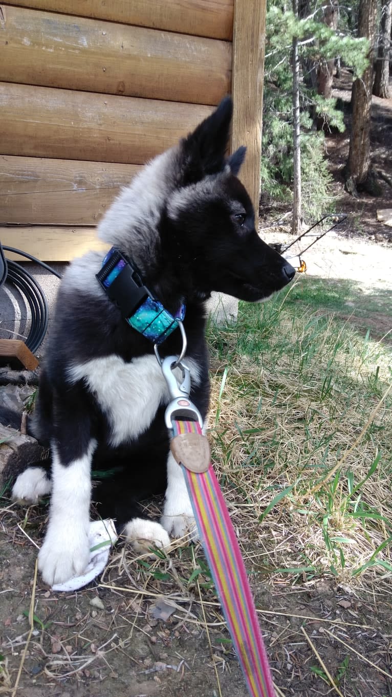 Calypso, a Siberian Husky tested with EmbarkVet.com