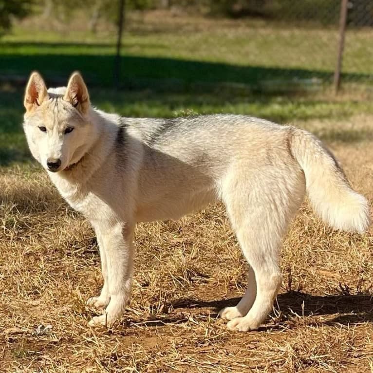 Eden, a Siberian Husky tested with EmbarkVet.com