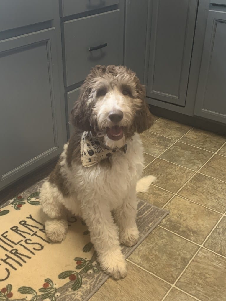 Oakley, a Goldendoodle tested with EmbarkVet.com