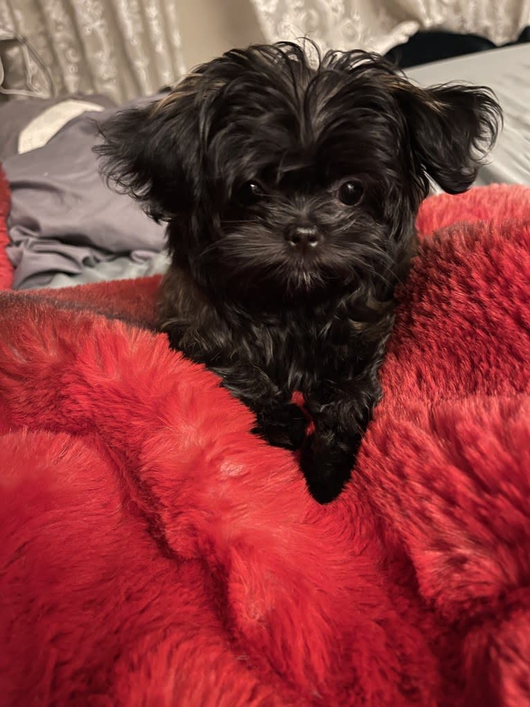 Shanti (Enchanté), a Mi-Ki tested with EmbarkVet.com