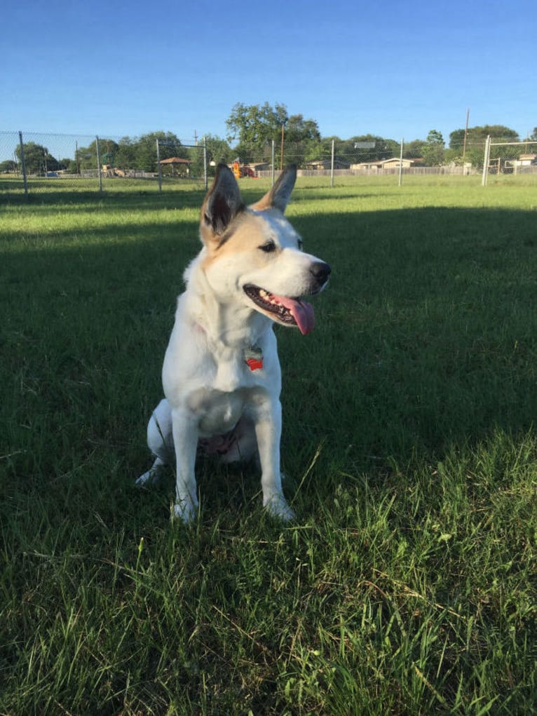 Della, an American Pit Bull Terrier and Great Pyrenees mix tested with EmbarkVet.com