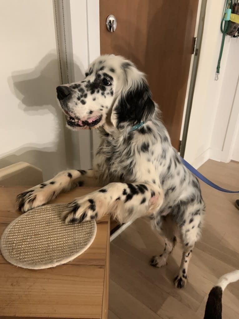 Merlin, a Llewellin Setter and English Setter mix tested with EmbarkVet.com