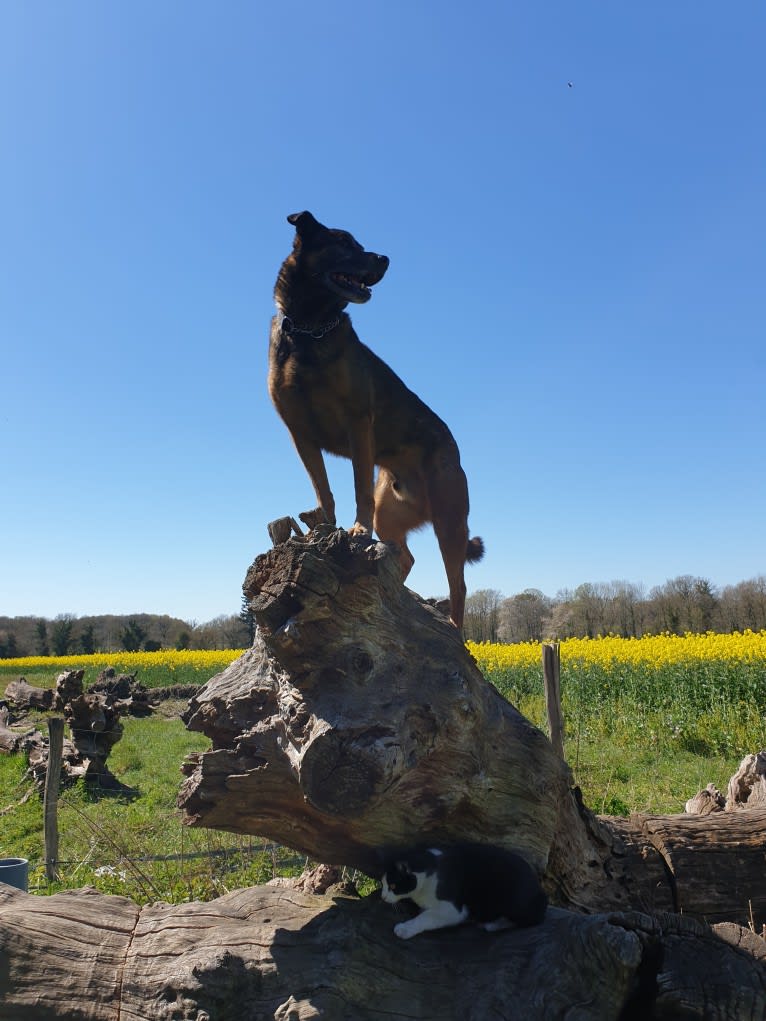 Alfie, a Belgian Malinois and Rottweiler mix tested with EmbarkVet.com