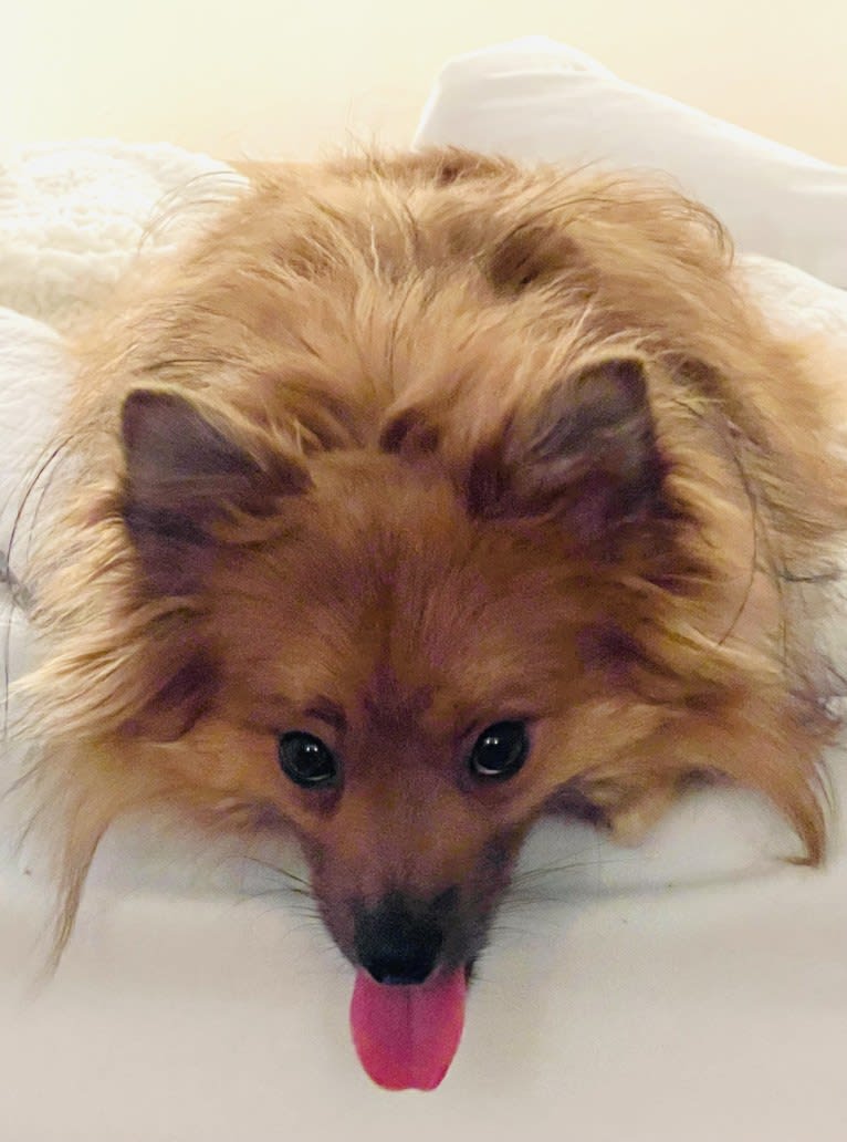 Barkley, a Pomeranian (14.7% unresolved) tested with EmbarkVet.com