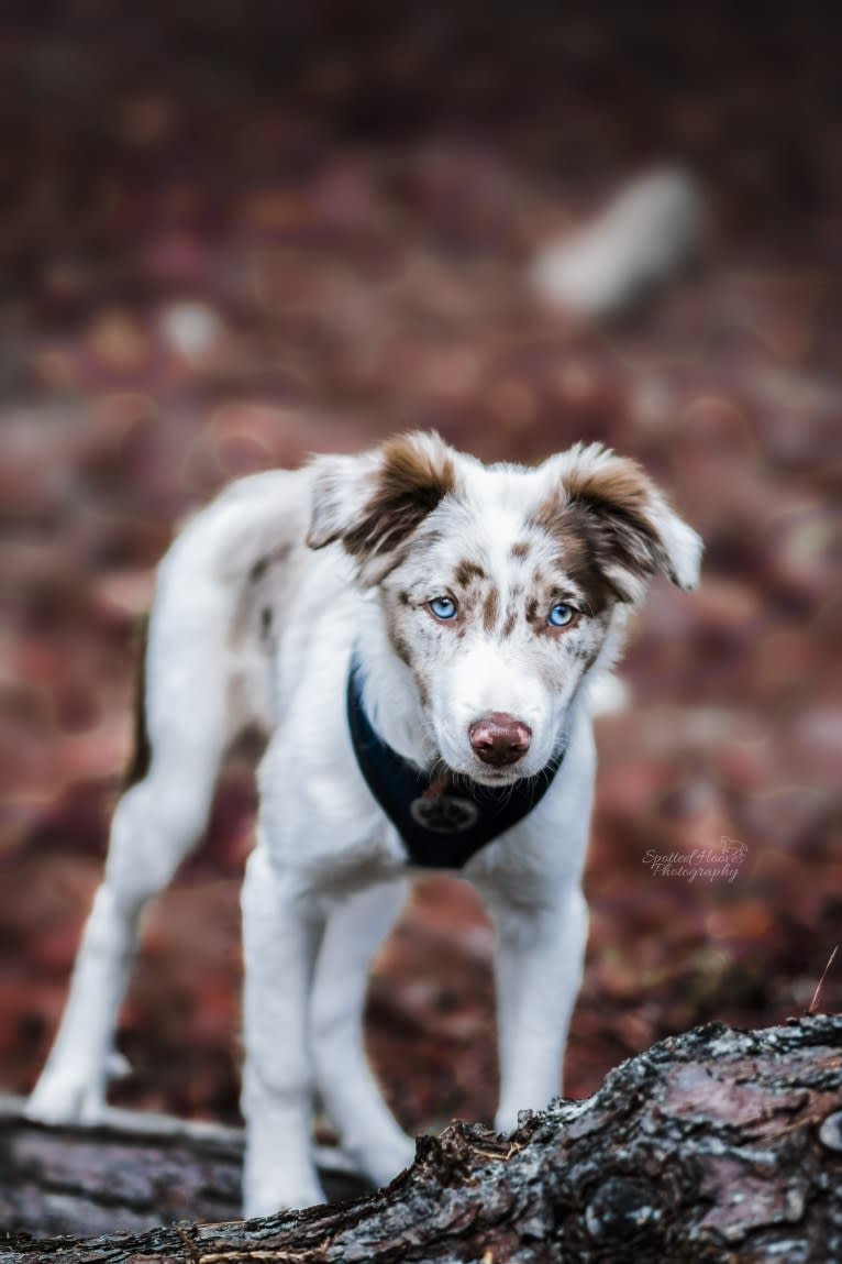 Spurs N Ashes, a Border Collie tested with EmbarkVet.com