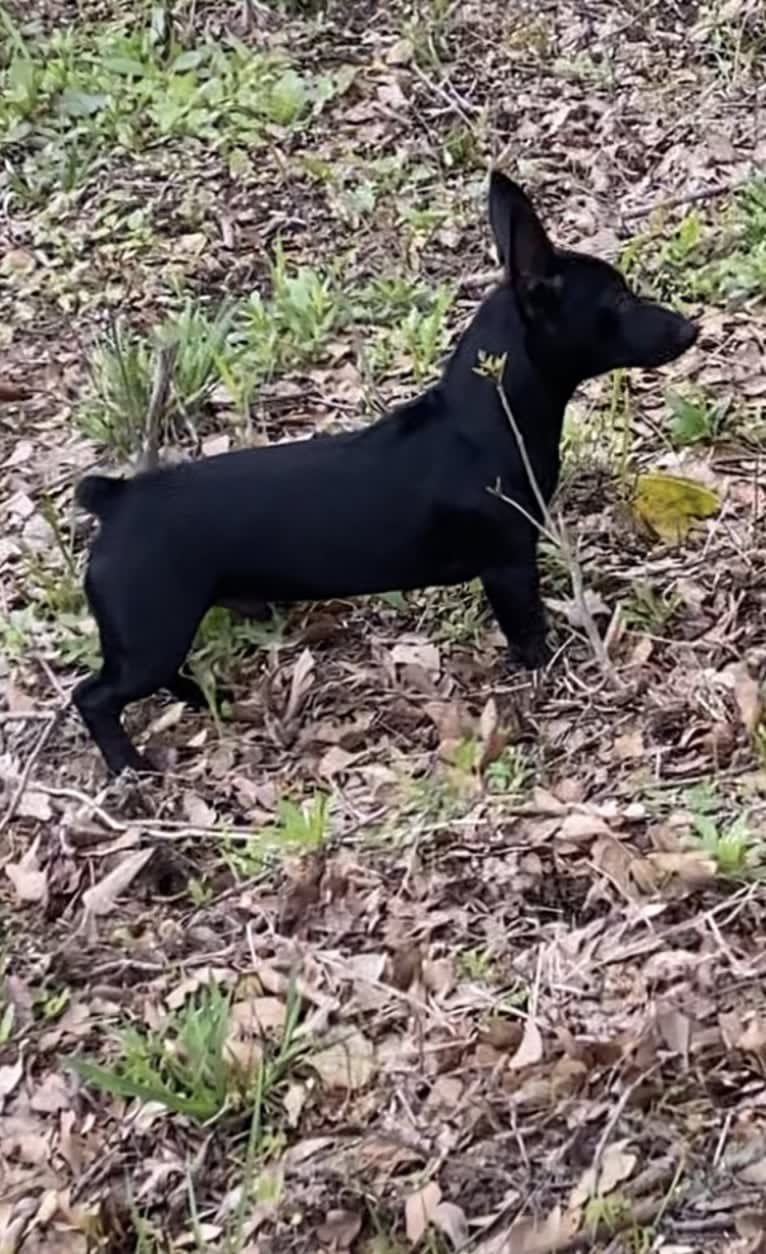 Shadow, a Rat Terrier tested with EmbarkVet.com