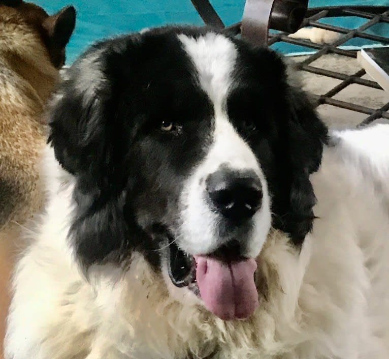 Sam, a Pyrenean Mastiff tested with EmbarkVet.com