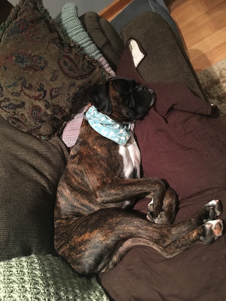 Murray, a Boxer tested with EmbarkVet.com